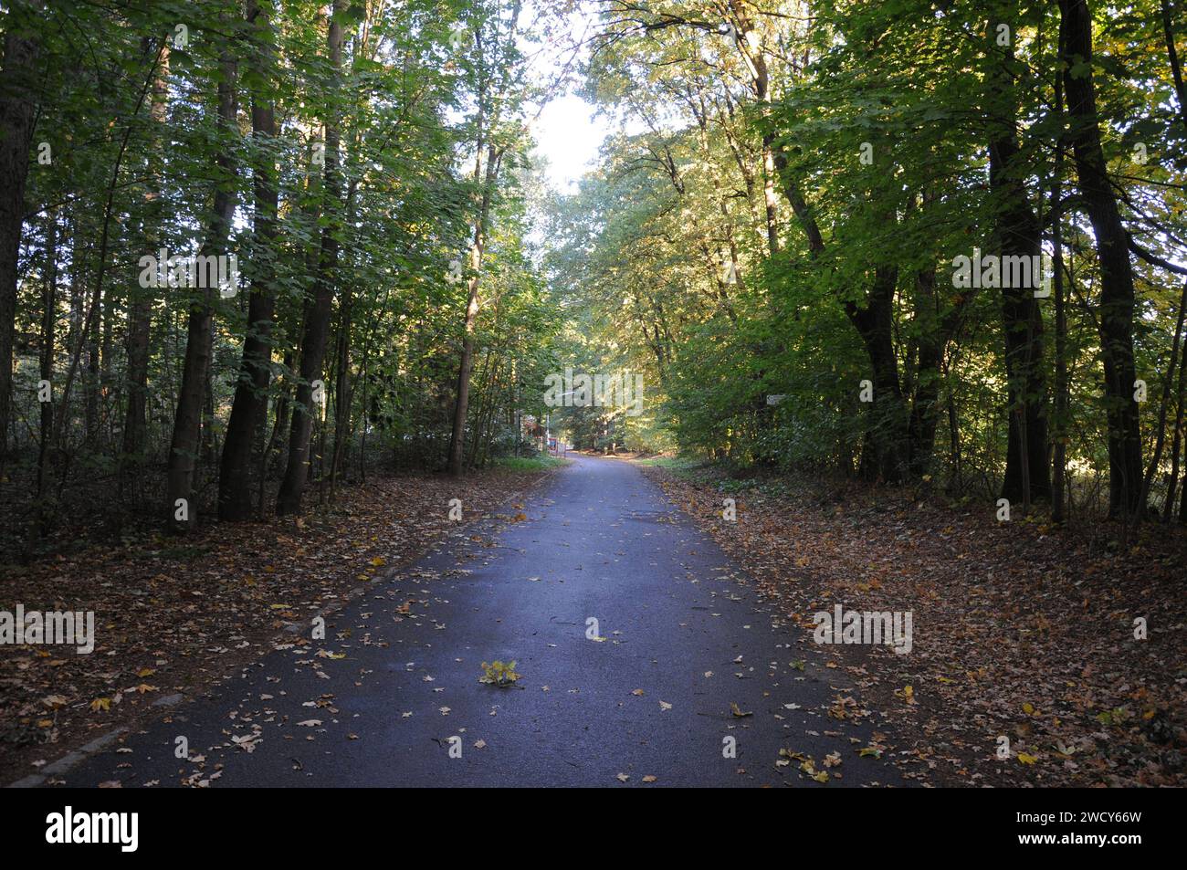 Bad Bramstedt/Deutschland. Oktober 2018. Herbstlaub und Baumfarbe in Bad Bramstedt. . Foto. Francis Joseph Dean / Deanpictures. Stockfoto