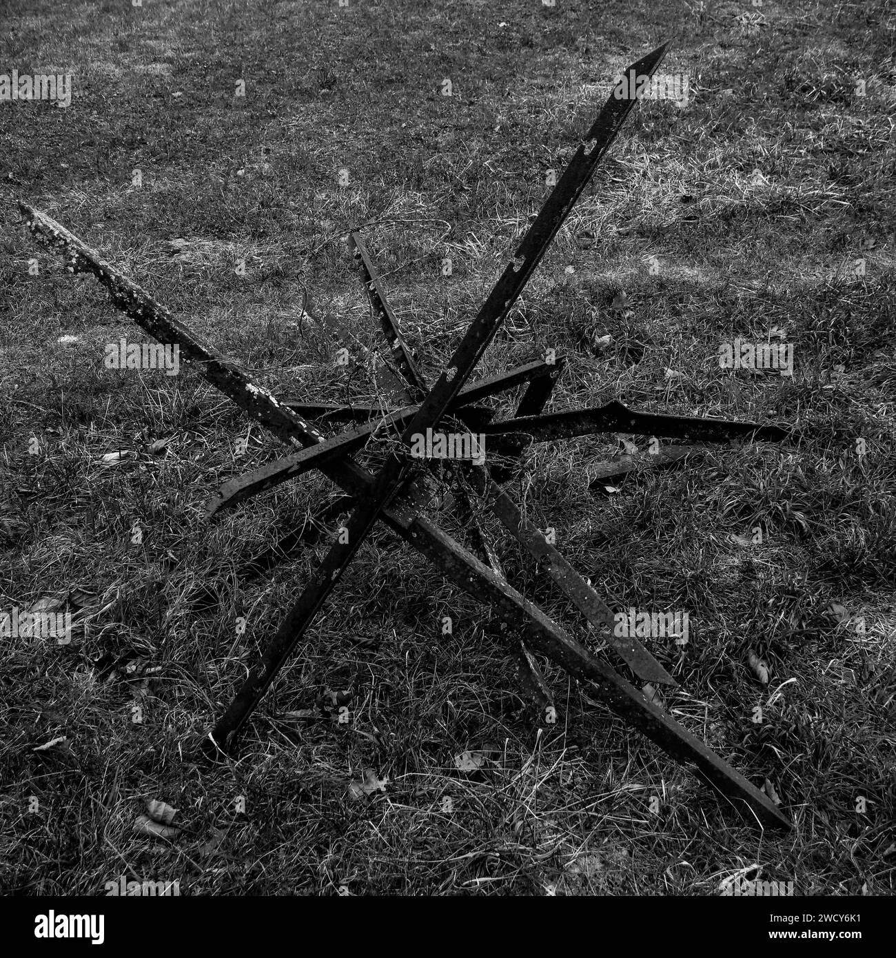 Tschechischer Igel, Douaumont und Umgebung, Verdun, Maas, Grand-Est, Frankreich Stockfoto