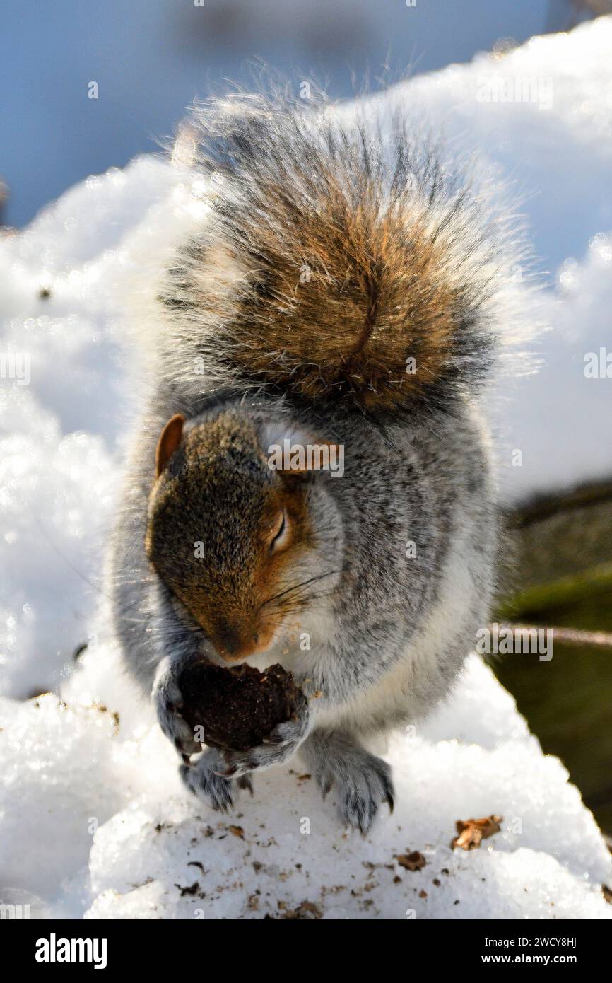 Philadelphia, Usa. Januar 2024. Bei Temperaturen unter dem Gefrierpunkt wird ein gewöhnliches östliches graues Eichhörnchen hinterleuchtet, während es eine Nuss verschlingt, während es versucht, sich im Sonnenlicht am kalten Wintermorgen des 17. Januar 2024 in Philadelphia, PA, USA, zu erwärmen. Stockfoto