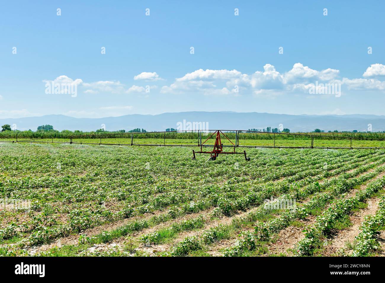 Modernes Bewässerungssystem zur Bewässerung des Baumwollfeldes Stockfoto