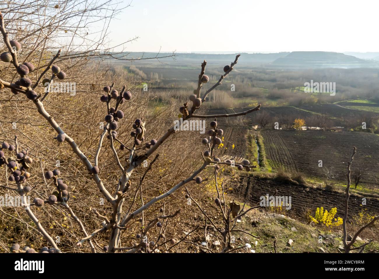 Knospen auf einem Winterbaum und türkischer Diyarbakir-Landschaft Stockfoto