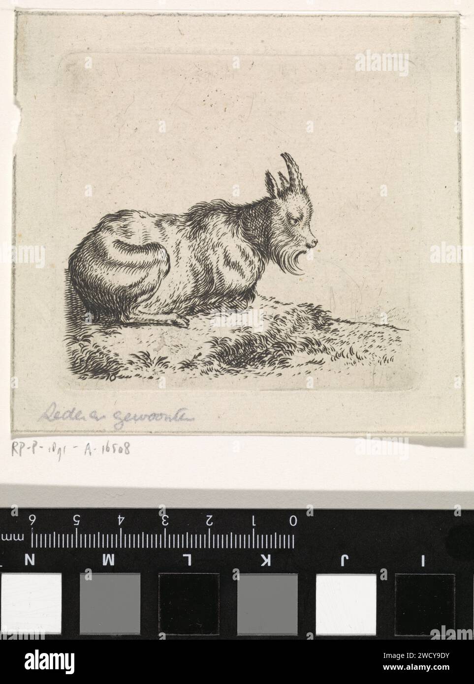 Legests Gold, Cornelis Suttleven, 1617–1681 Druckpapier, das Ziegengraz Stockfoto