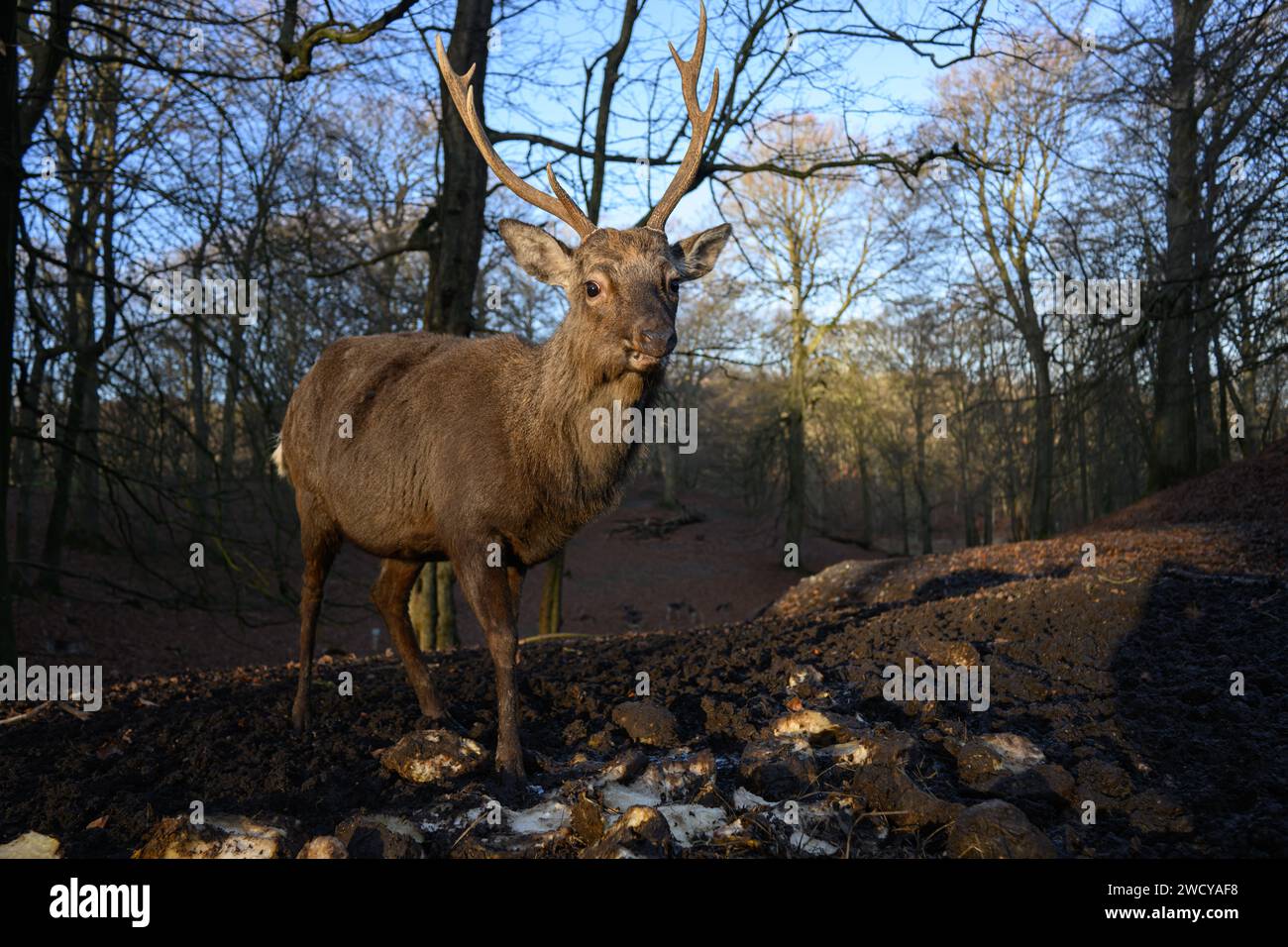 Sika-Hirschfütterung Stockfoto
