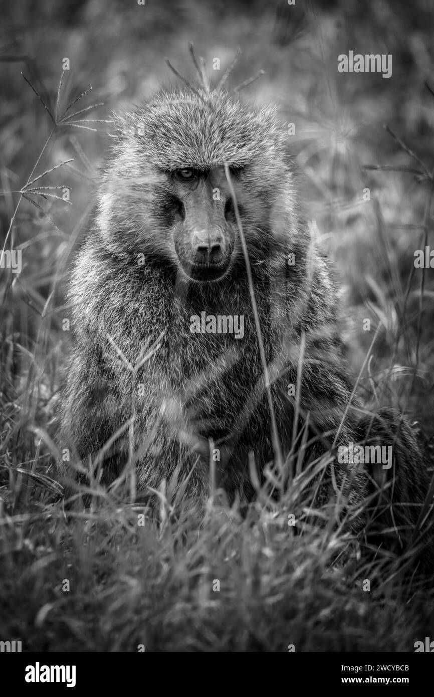 Schwarz-weiß-Porträt eines Olivenpavians Stockfoto