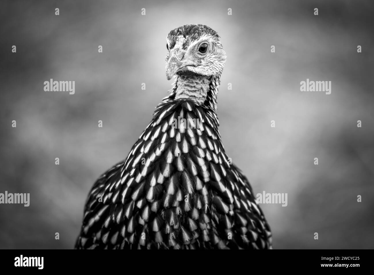 Schwarz-weiß-Porträt eines Gelbhalsvogels Stockfoto