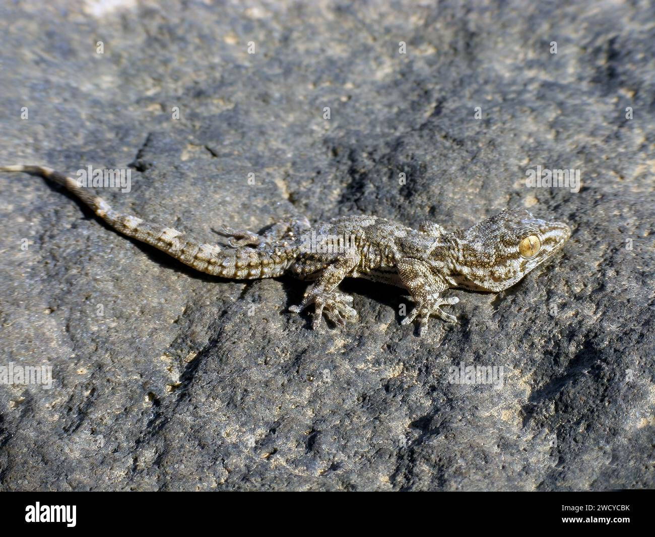 Ostkanarischer Gecko, Wall Gecko Tarentola angustimentalis, auf Stein, Kanarische Inseln, Fuerteventura. Stockfoto