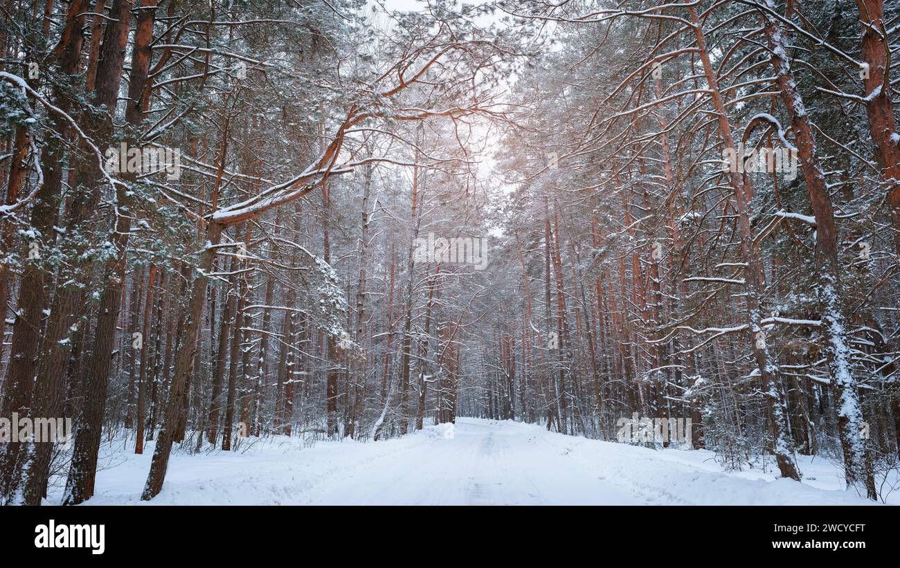 Verschneite Straße zwischen Bäumen in einem winterlichen Kiefernwald Stockfoto