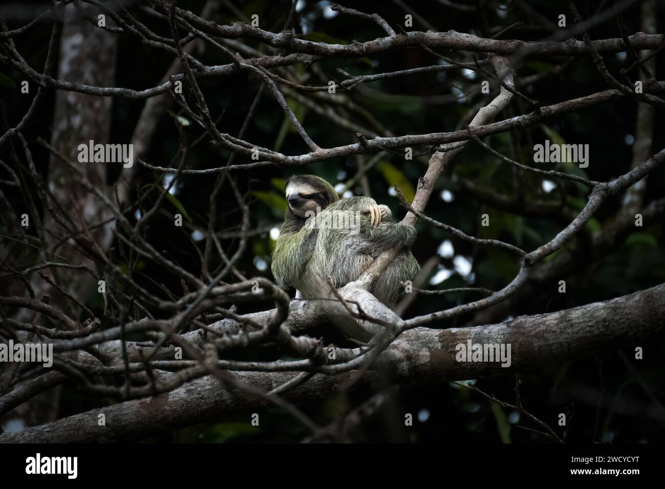 Faultier in costa-ricanischem Baldachin Stockfoto