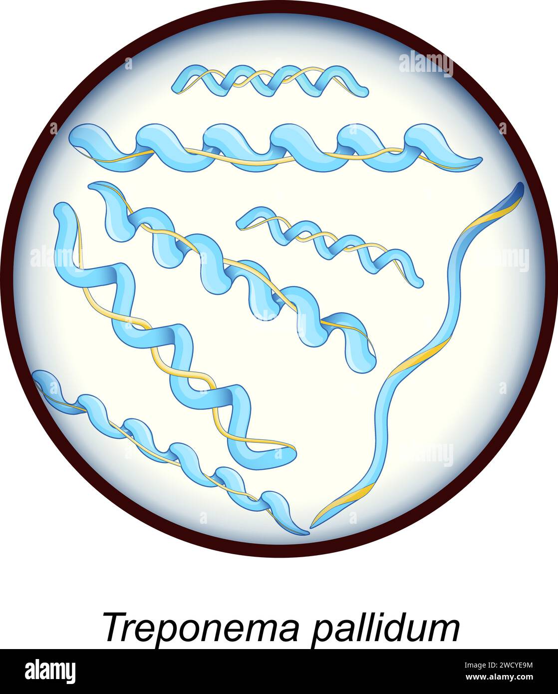Treponema pallidum. Bakterien, die Krankheiten Syphilis, Bejel, Gähnen verursachen. Nahaufnahme eines bakteriellen Erregers. Sexuell übertragbare Krankheit und Spirochete Stock Vektor