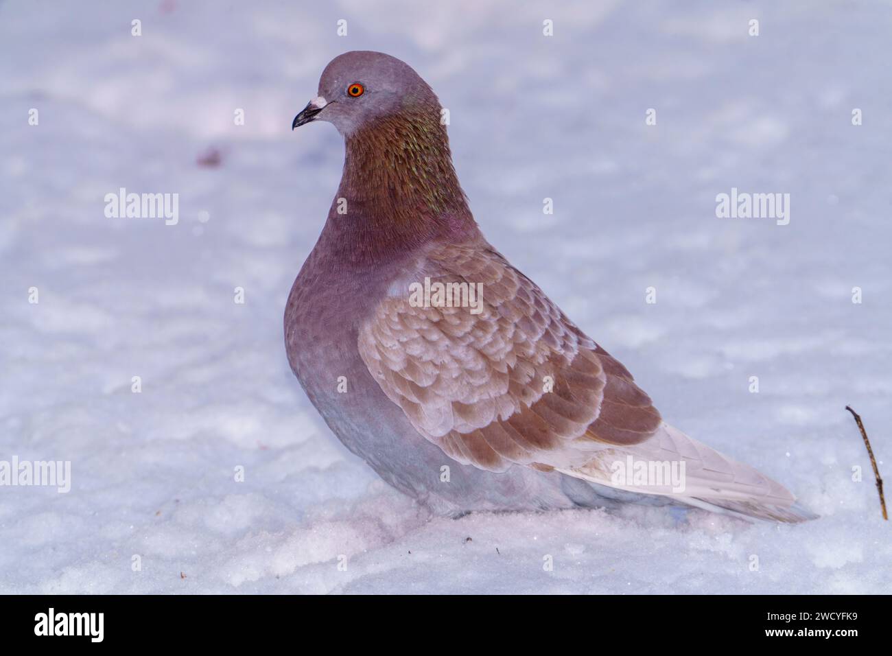 Columba Livia Familie Columbidae Gattung Columba Rock Dove Rock Pigeon Common Pigeon Wild Nature Vogel Fotografie, Bild, Tapete Stockfoto