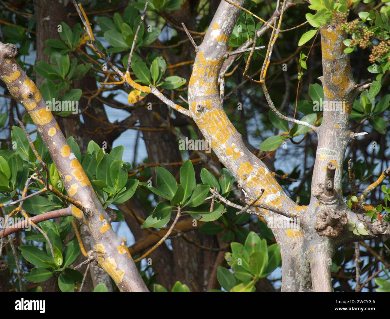 Gelbe Flechten auf roten Mangroven an der Küste. Stockfoto