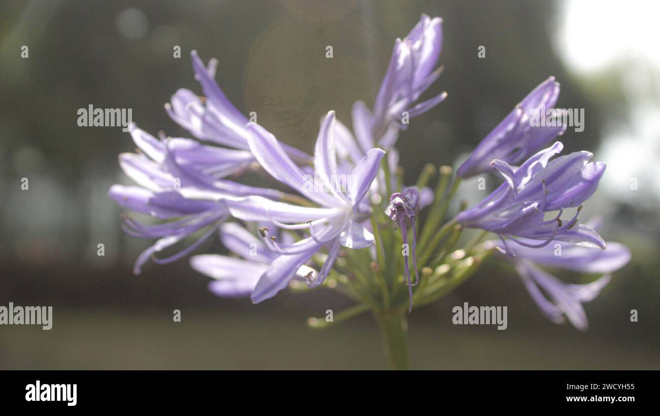 Foto von violetten Blumen. Dieses Foto wurde am Morgen in der hohen Gegend von Dieng, Indonesien, aufgenommen Stockfoto