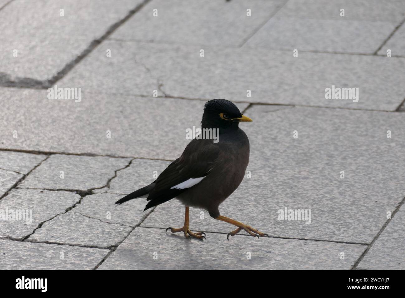 Gemeine Myna (Acridotheres tristis) auf einem Bürgersteig in einem Istanbuler Park Stockfoto