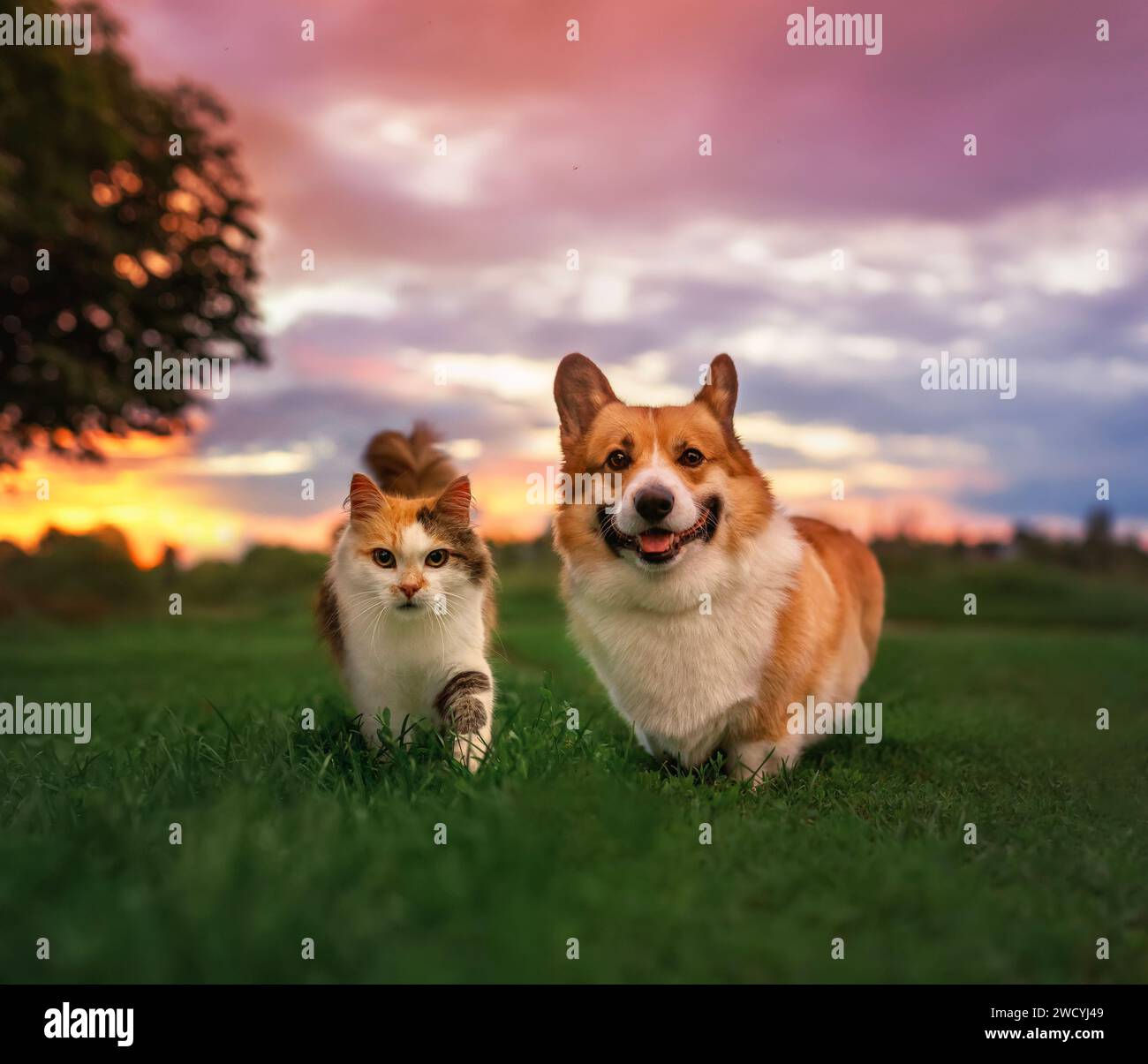 Flauschige Freunde Katze und Hund spazieren auf dem Gras im Frühlingsgarten im Licht der untergehenden Abendsonne Stockfoto
