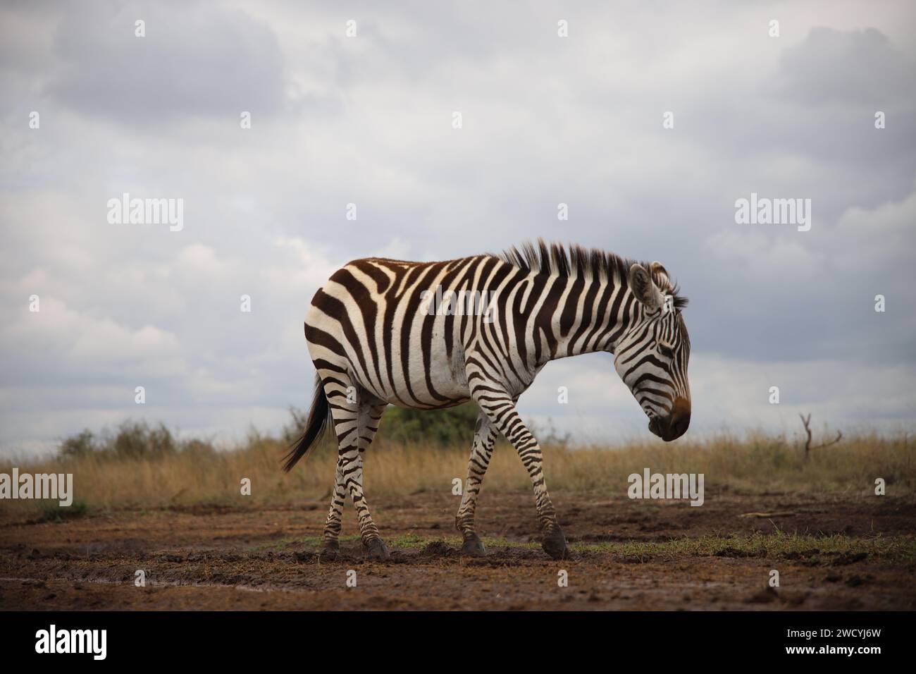 Ein Grau-Zebra im Nairobi-Nationalpark Stockfoto