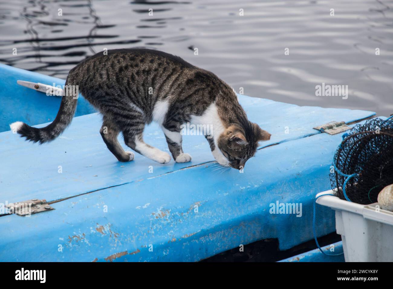 Weibliche Straßenkatze auf dem Seefischboot Stockfoto