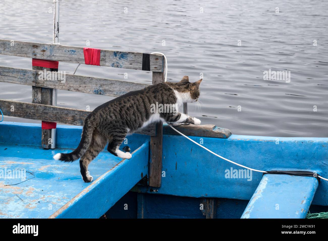 Weibliche Straßenkatze auf dem Seefischboot Stockfoto