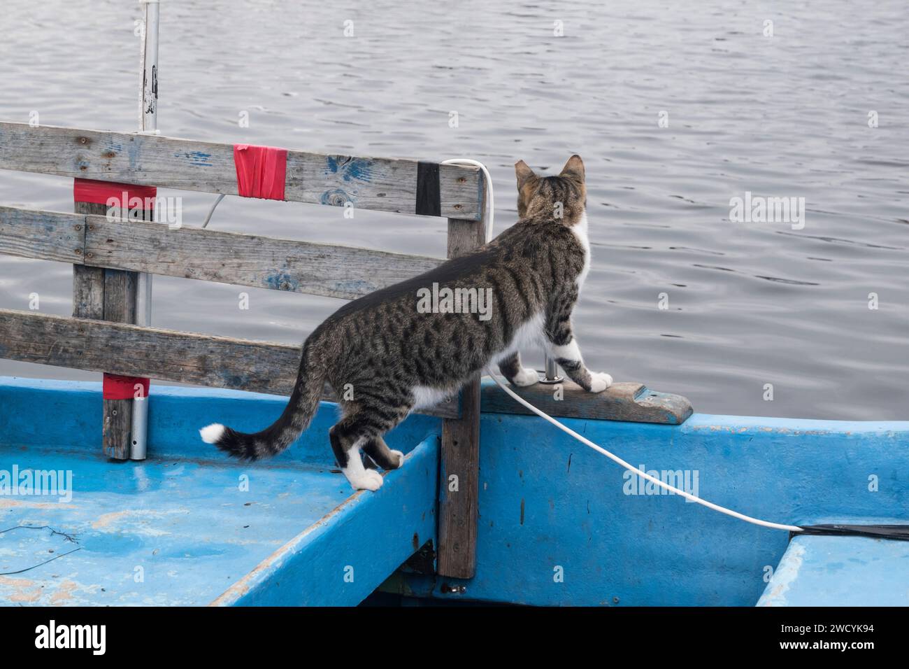 Weibliche Straßenkatze auf dem Seefischboot Stockfoto