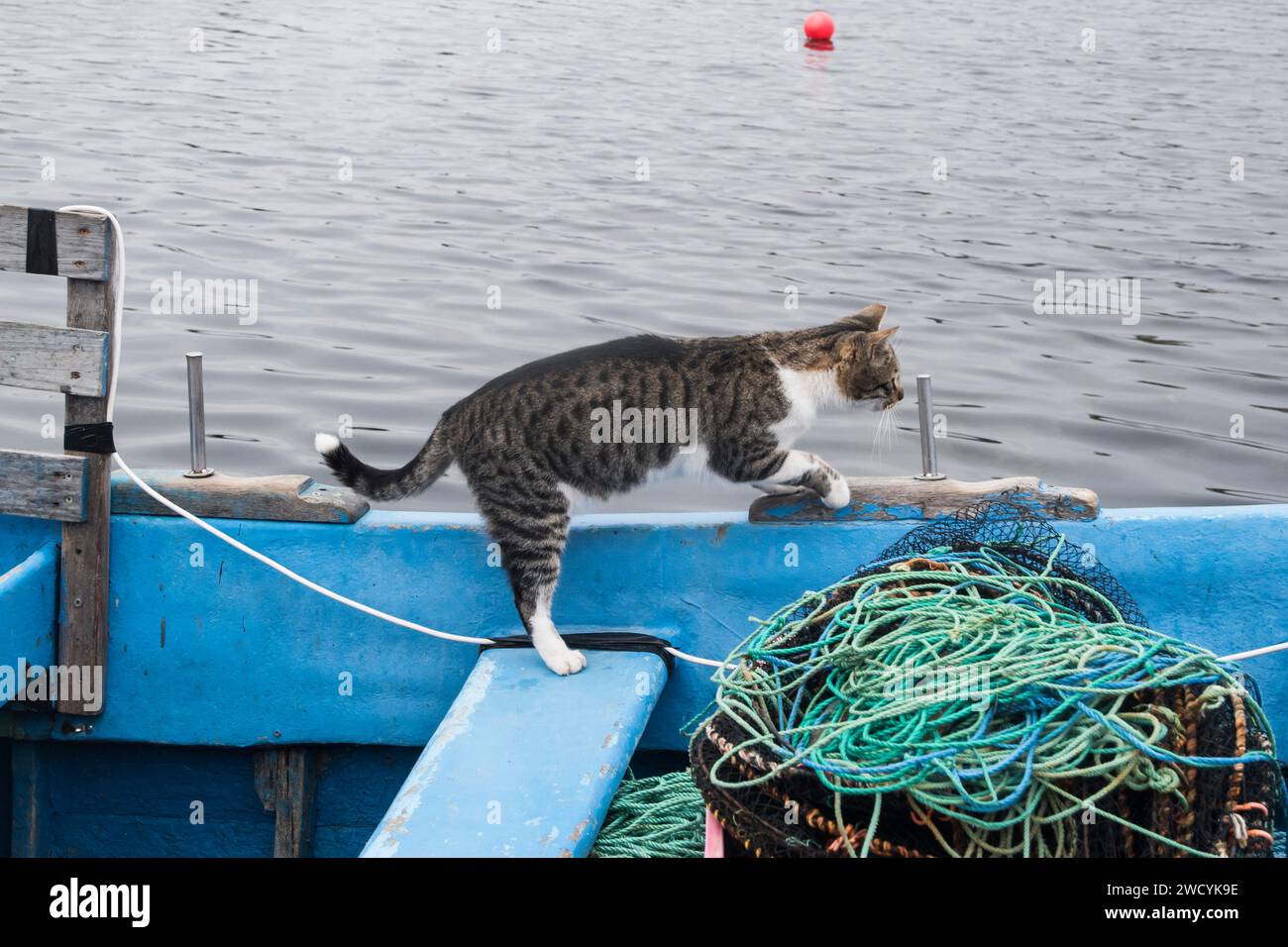 Weibliche Straßenkatze auf dem Seefischboot Stockfoto