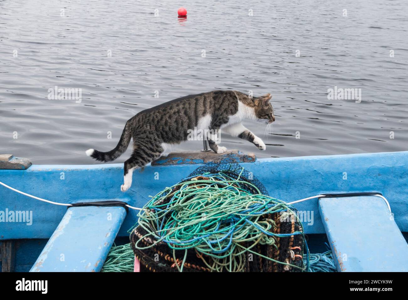Weibliche Straßenkatze auf dem Seefischboot Stockfoto