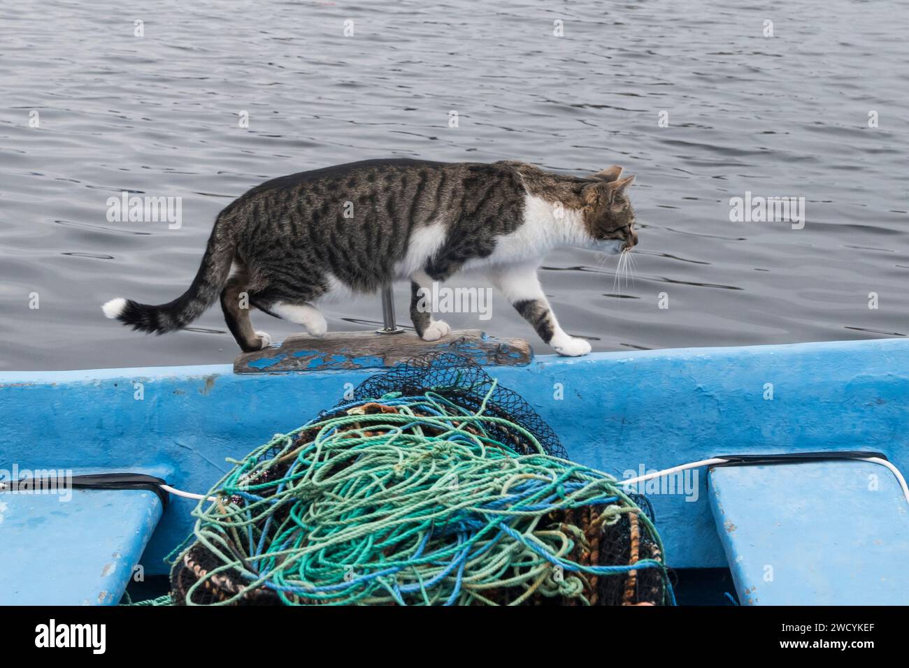 Weibliche Straßenkatze auf dem Seefischboot Stockfoto
