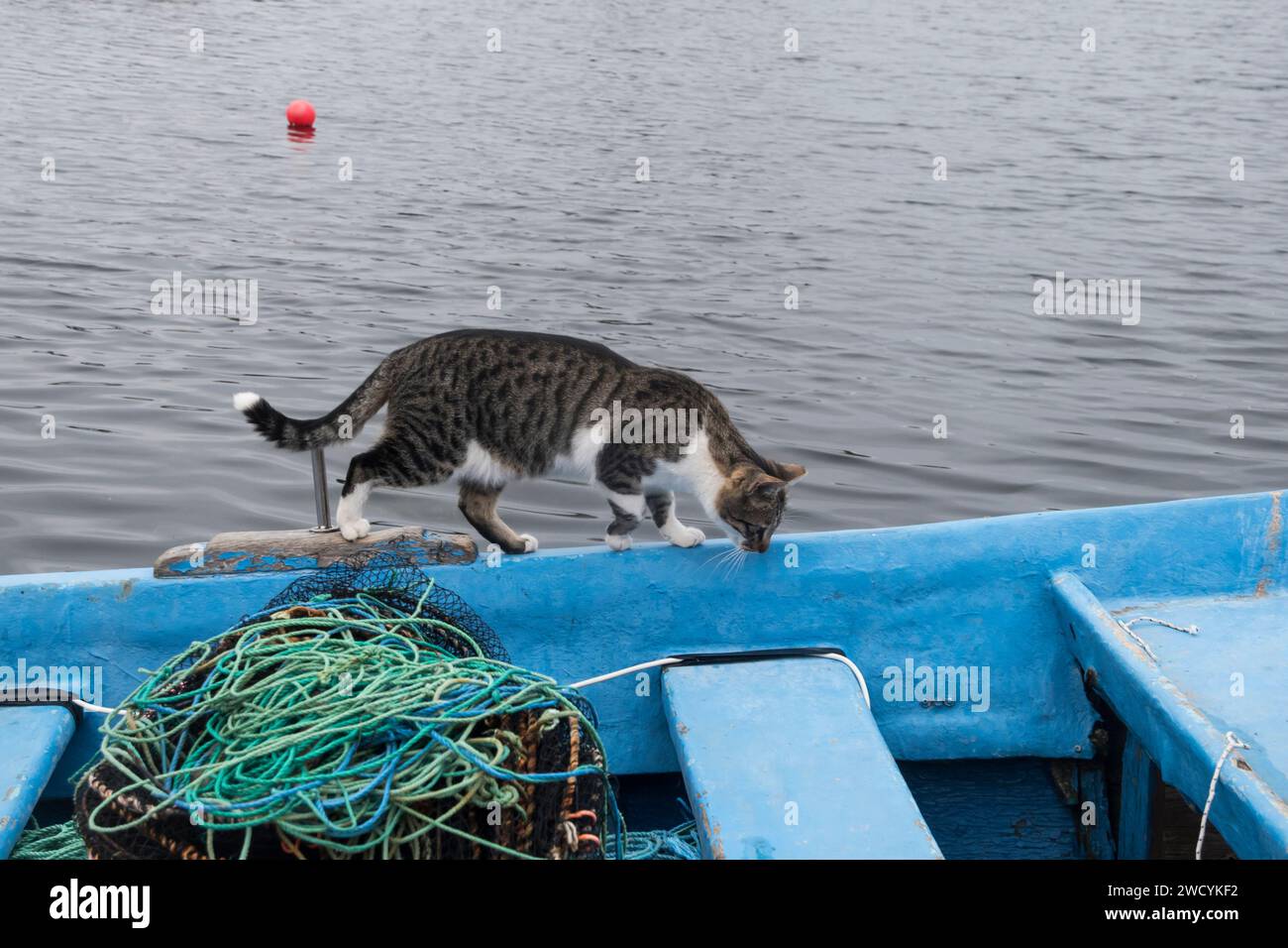 Weibliche Straßenkatze auf dem Seefischboot Stockfoto
