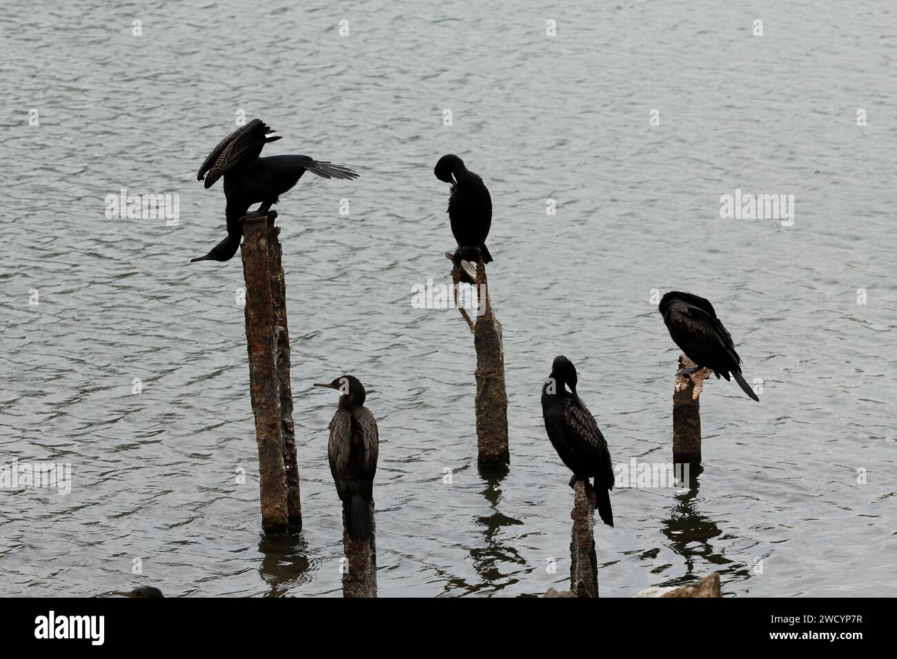 Gruppe von Kormoranvögeln, die auf Säulen in der Mitte des Sees stehen. Einer von ihnen steht auf dem Kopf Stockfoto