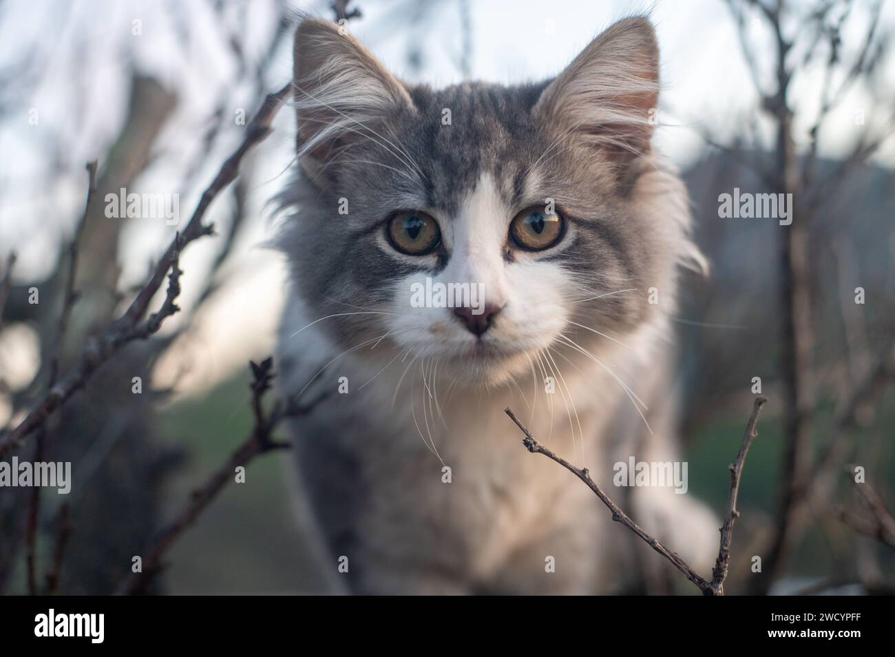 Porträt eines Kätzchens auf einem Baum Stockfoto