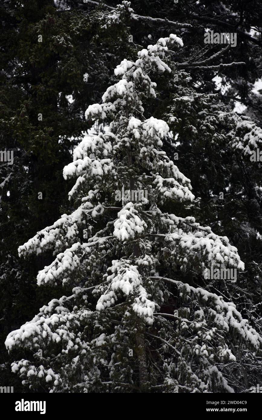 Ein schneebedeckter immergrüner Baum nach einem Wintersturm in British Columbia, Kanada Stockfoto