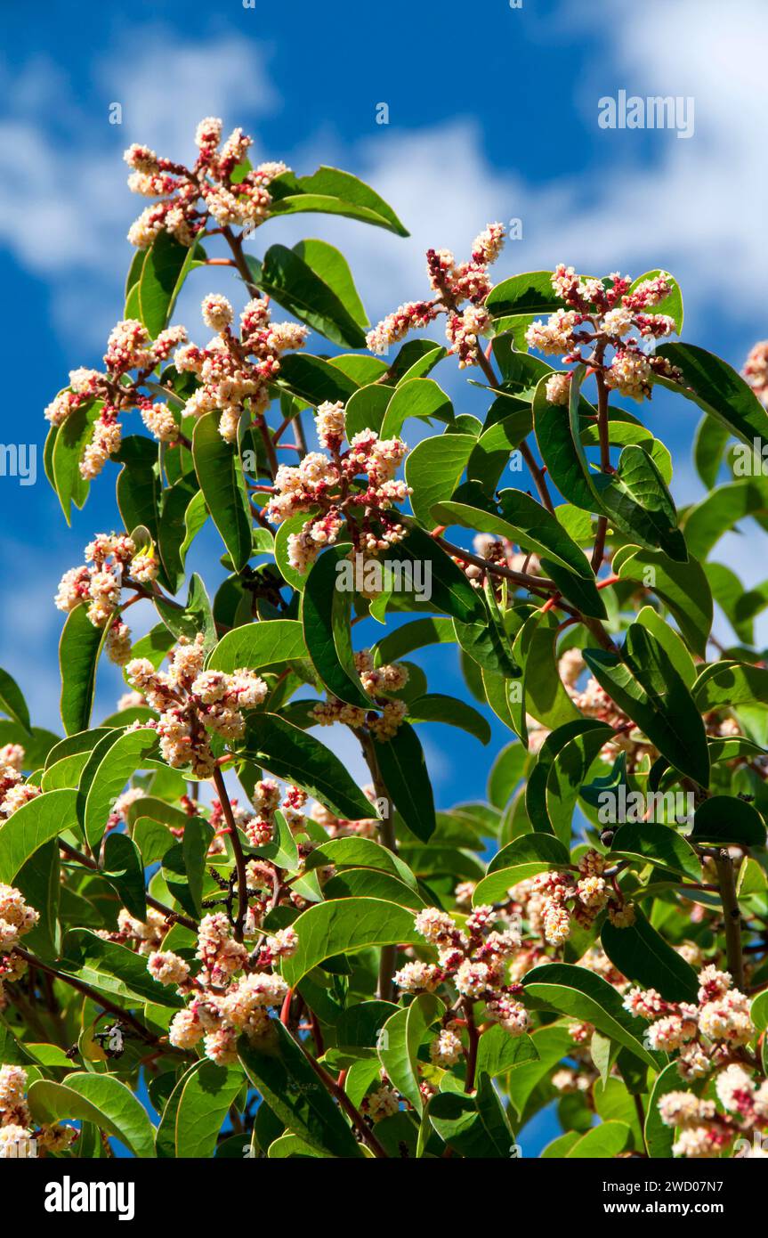 Sugarbush (Rhus ovata), San Mateo Wilderness, Cleveland National Forest, Kalifornien Stockfoto