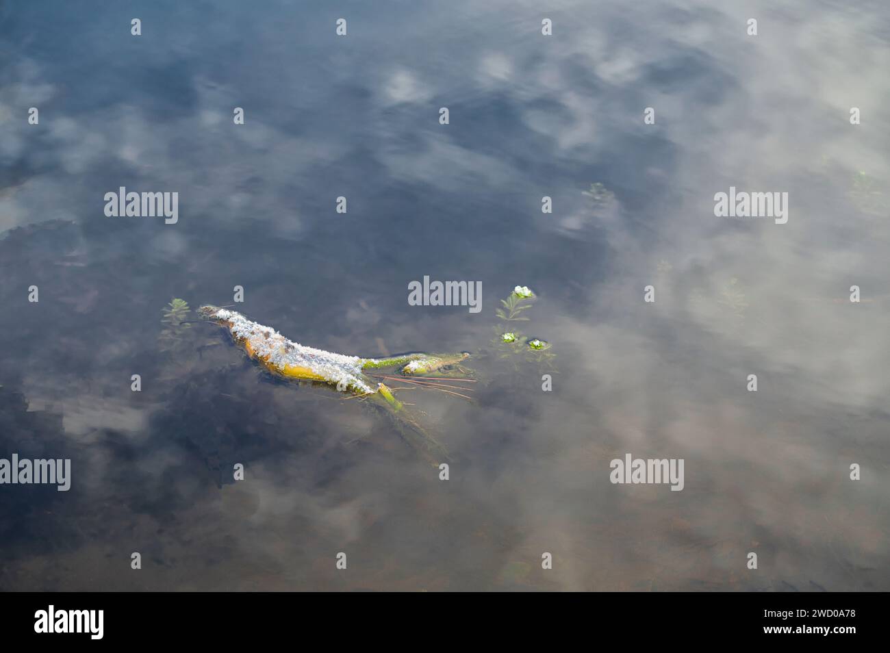Die Wolken spiegeln sich im Teich um einen schneebedeckten Stock an einem kalten Morgen in Alabama. Stockfoto