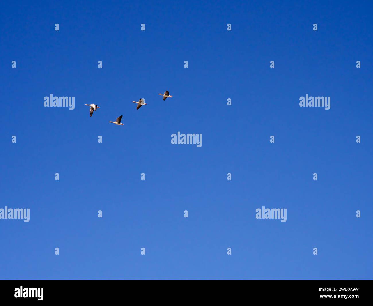 Fliegende Enten im Hintergrund des blauen Himmels. Hochwertige Fotos Stockfoto