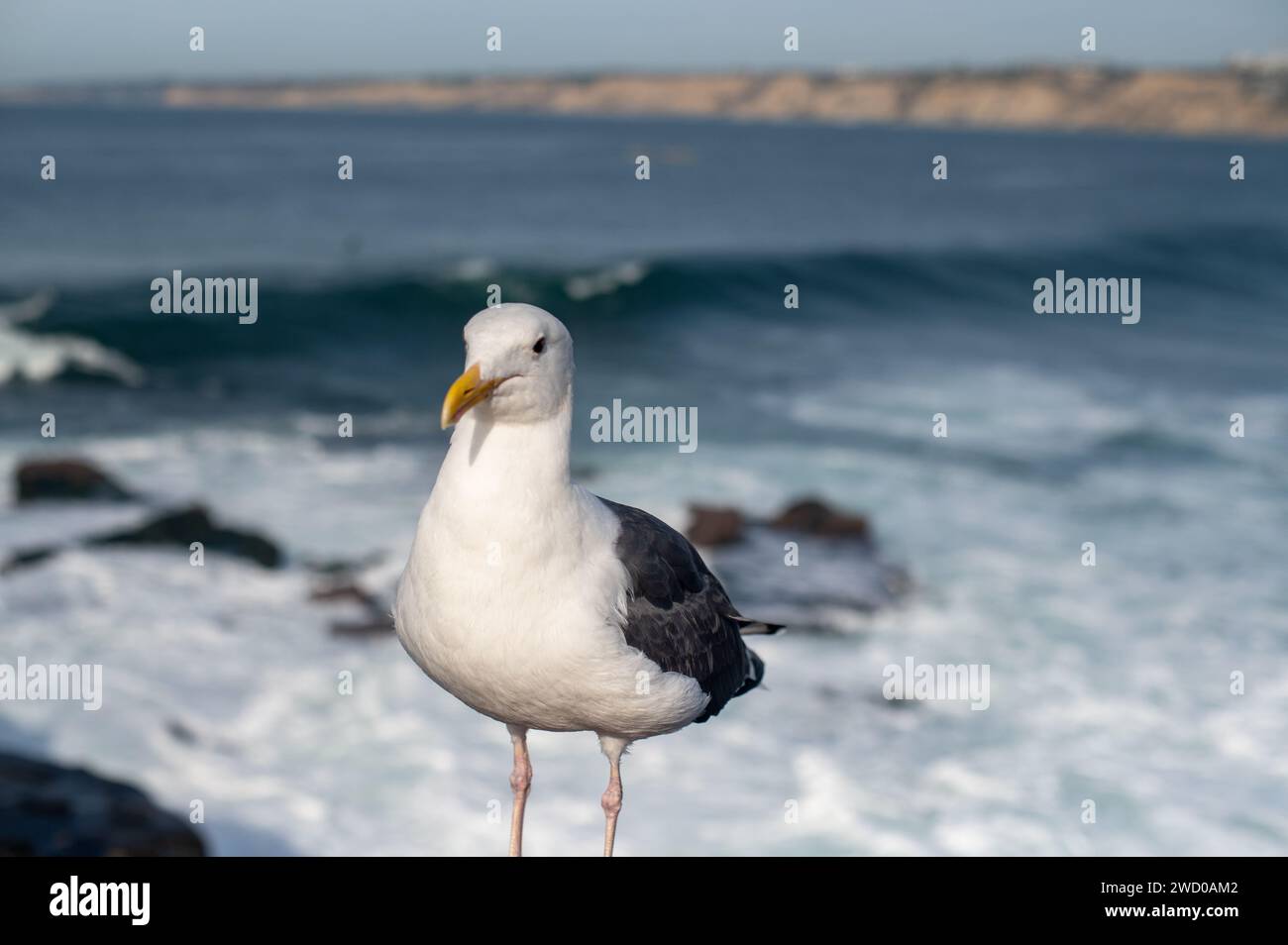 Möwe auf einem Felsen in der Nähe des Ozeans Stockfoto