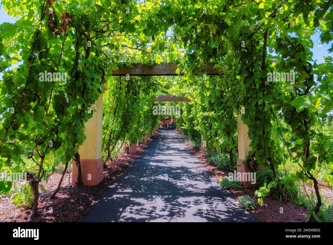 Gasse in Weinbergen mit Weinreben im Napa Valley Wine Country, Kalifornien. Stockfoto