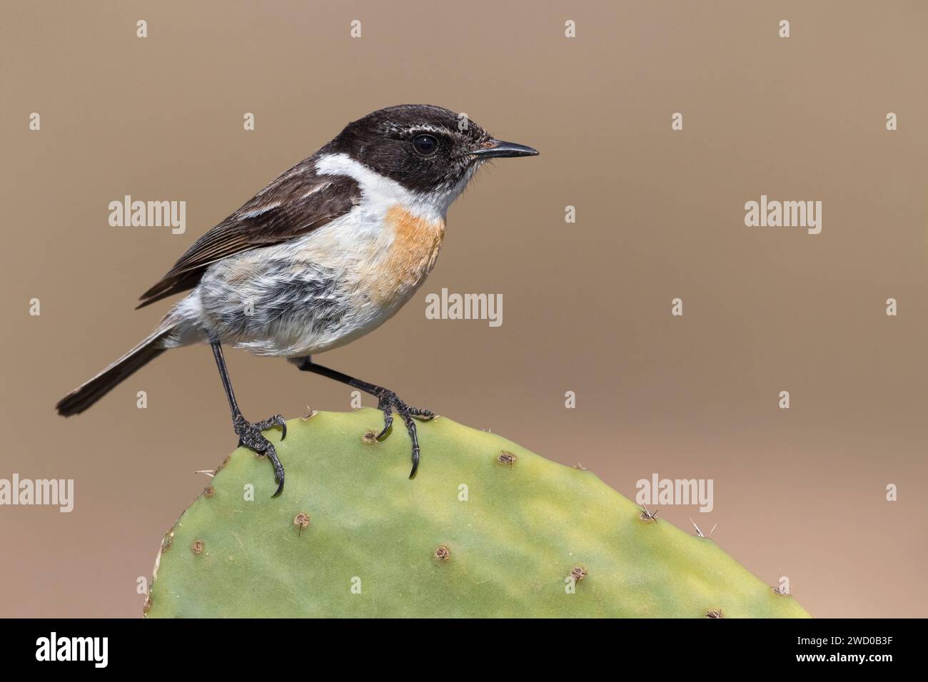 Kanarische Inseln plaudern (Saxicola dacotiae), männliche auf Opuntien, Kanarische Inseln, Fuerteventura Stockfoto