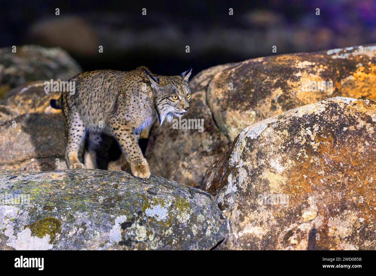 Iberischer Luchs (Lynx pardinus), Spaziergänge auf einem Felsen in der Dunkelheit, Spanien, Andalusien, Andujar, Nationalpark Sierra de Andujar Stockfoto