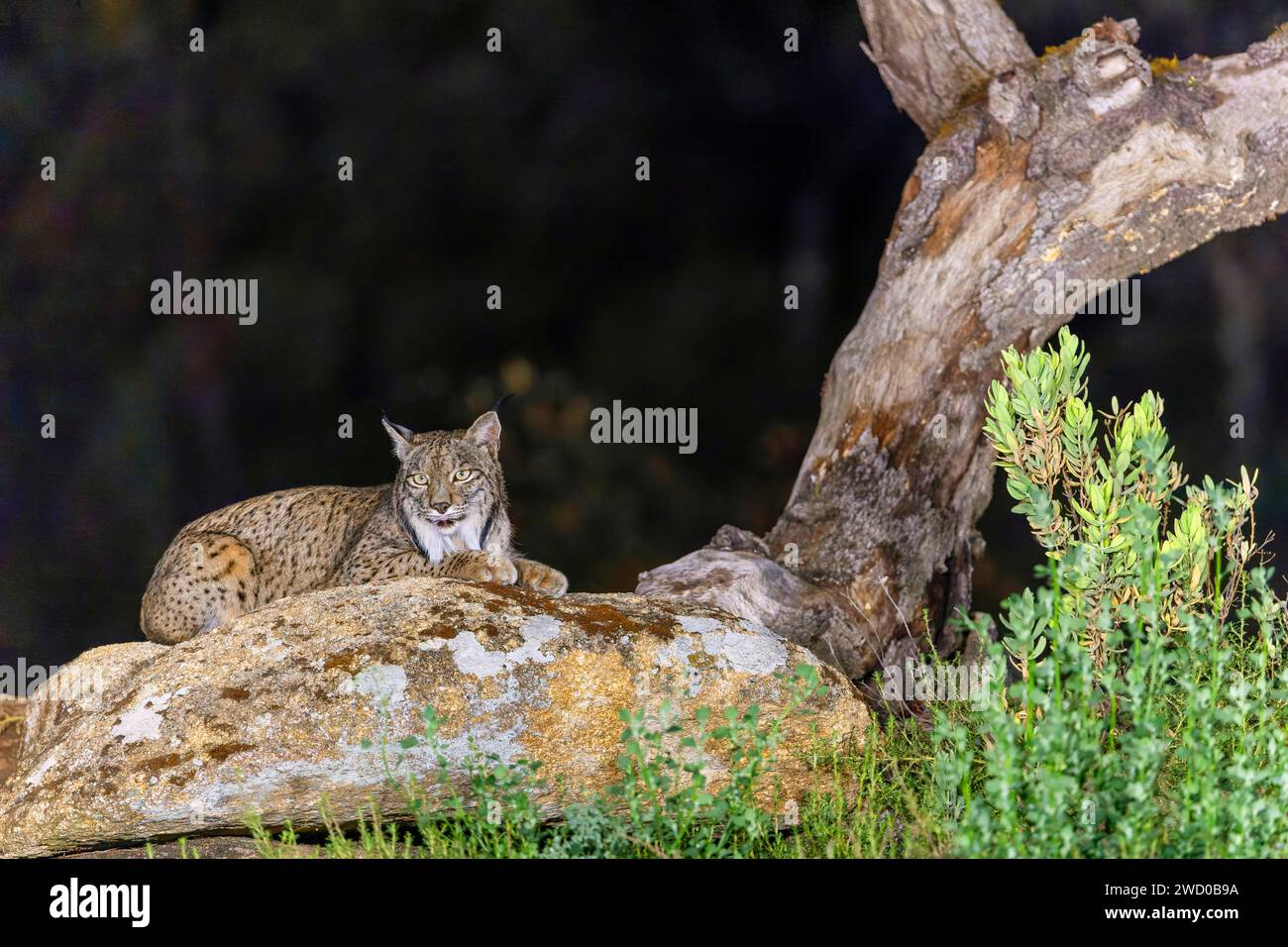 Der iberische Luchs (Lynx pardinus) liegt auf einem Felsen neben einem toten Baum im Dunkeln, Spanien, Andalusien, Andujar, Sierra de Andujar Nationalpark Stockfoto