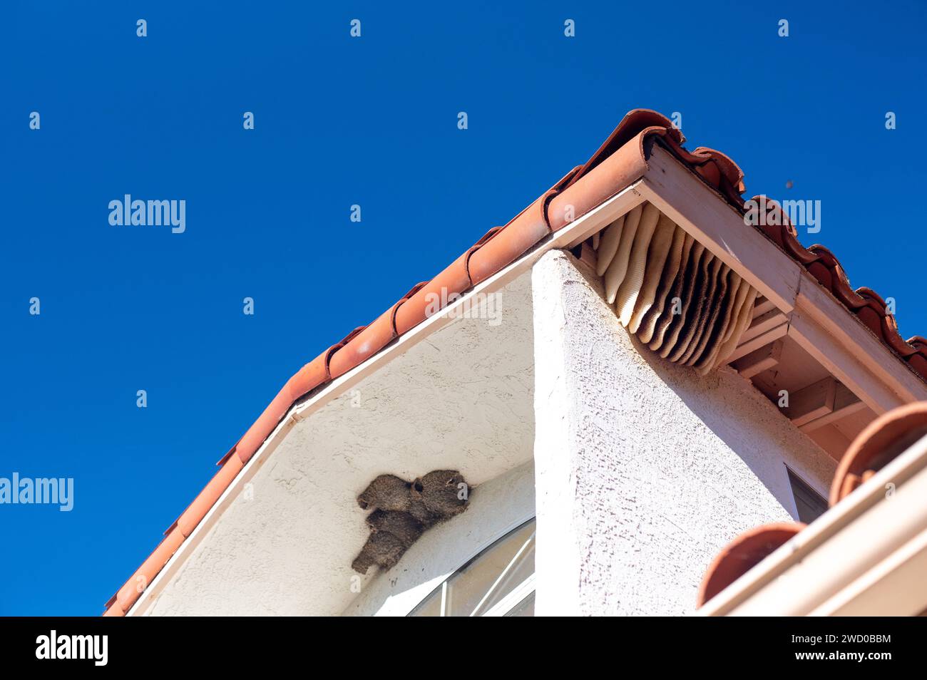 Vogelnest und Bienenstock unter dem Dach Stockfoto
