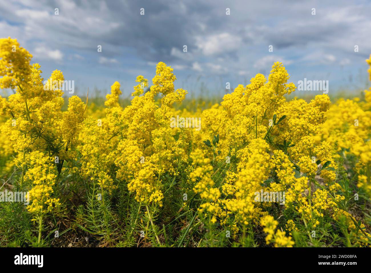 Ladys Bettstroh, Gelbes Bettstroh, Gelbes Frühlingsstroh (Galium verum), blühender Stand auf einer Wiese, Schweden, Oeland, Naesby Stockfoto