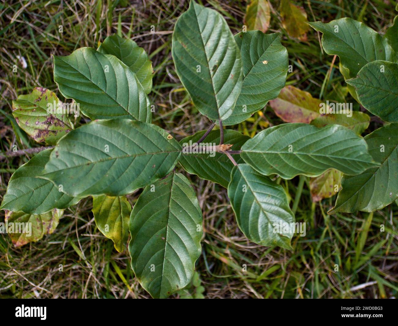 erle-Sanddorn, glänzender Sanddorn (Frangula alnus, Rhamnus frangula), Zweig mit Blättern, Deutschland Stockfoto