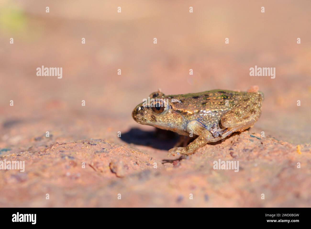 Petersilienfrosch, gemeiner Petersilienfrosch, Schlammtaucher, gefleckter Schlammfrosch (Pelodytes punctatus), sitzend auf einem Stein, Seitenansicht, Frankreich, Rennes Stockfoto