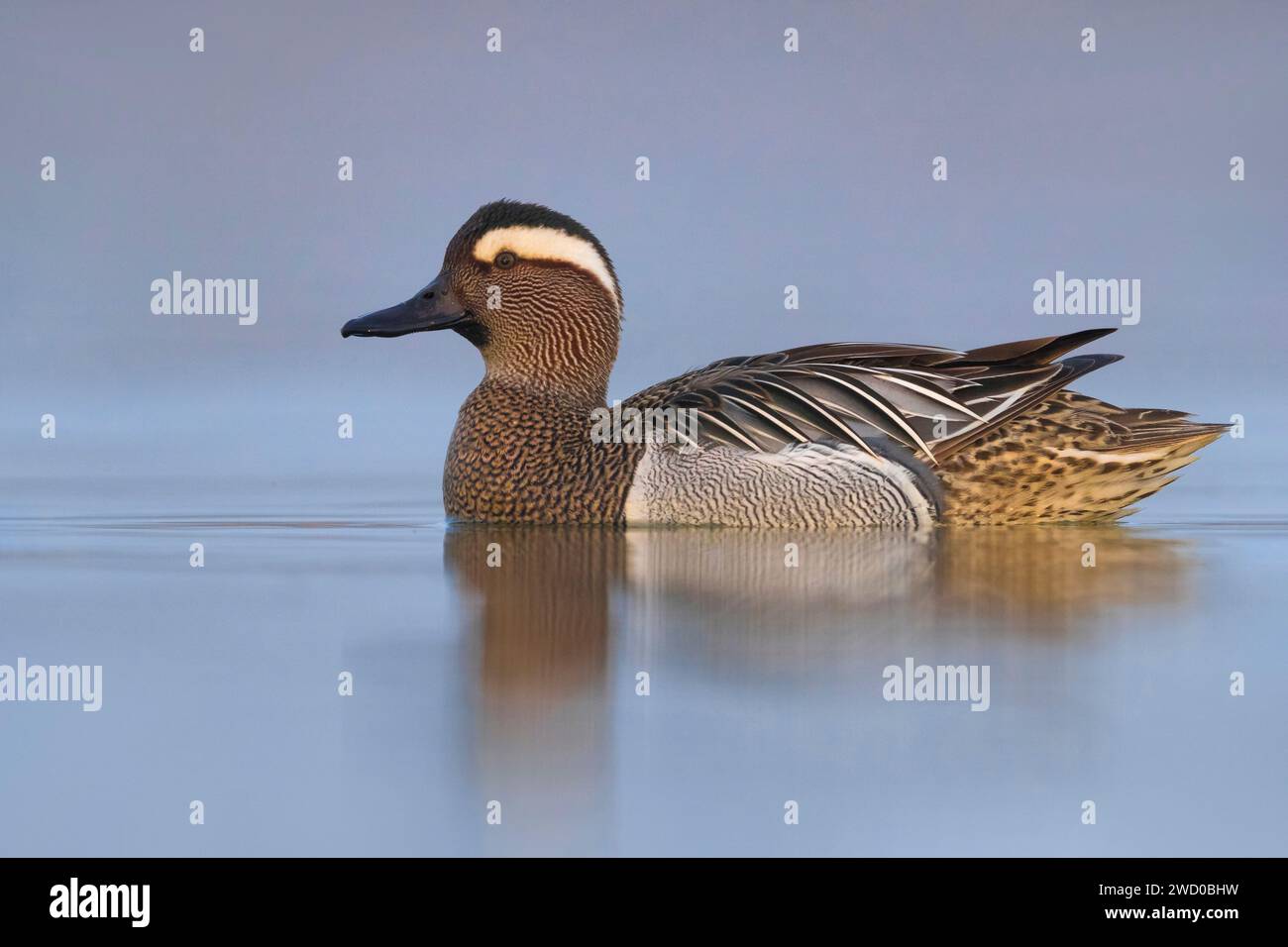Garganey (Anas querquedula), schwimmender drake, Seitenansicht, Italien, Toskana, Piana fiorentina, Florenz Stockfoto