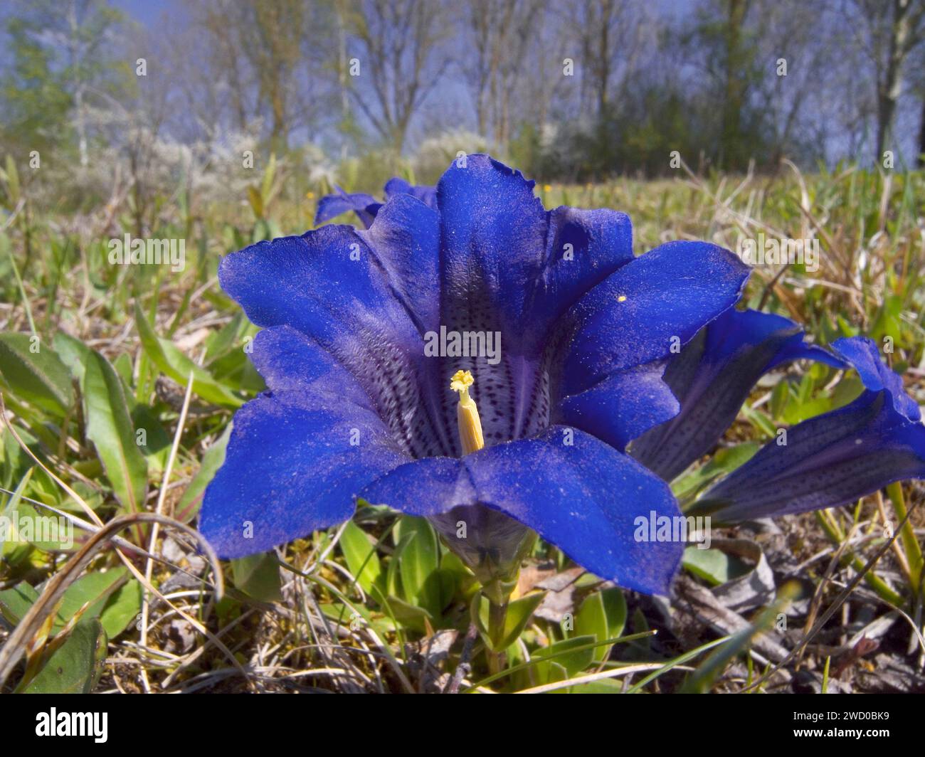 Clusius' Enzian (Gentiana clusii), Blume, Deutschland, Bayern Stockfoto