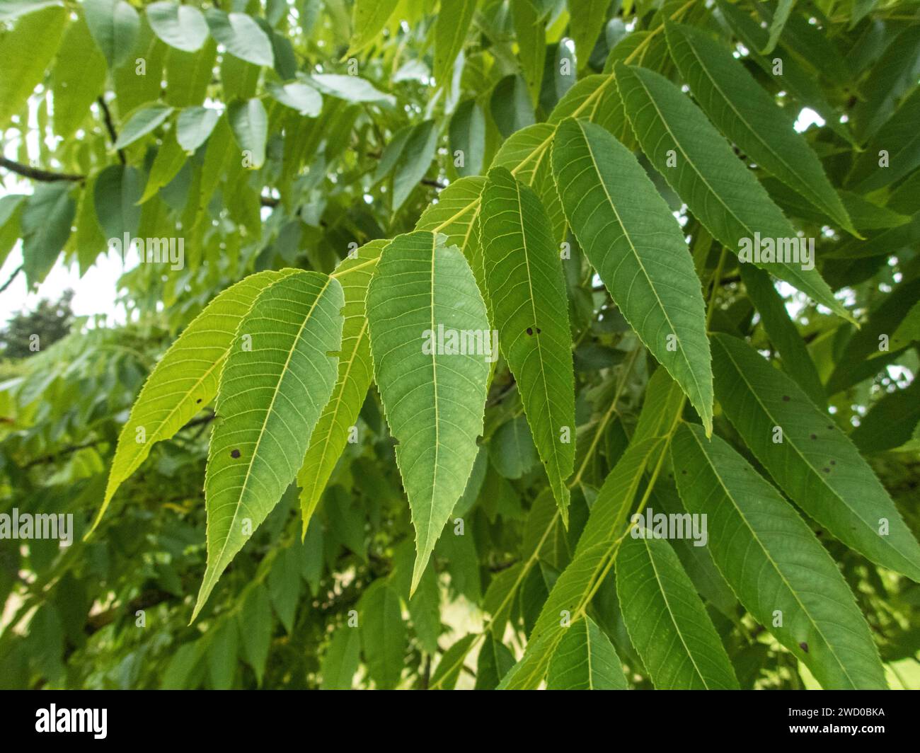 Schwarzer Nussbaum (Juglans nigra), Blätter auf dem Baum, Deutschland Stockfoto