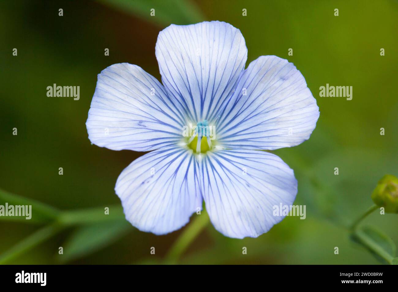 Gemeiner Flachs (Linum usitatissimum), Blüte Stockfoto