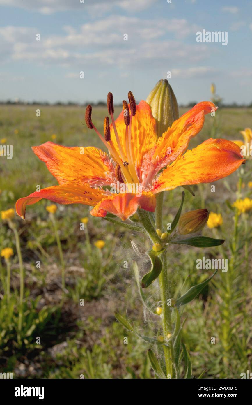 Orange Lilie (Lilium Bulbiferum), Blume, Deutschland Stockfoto