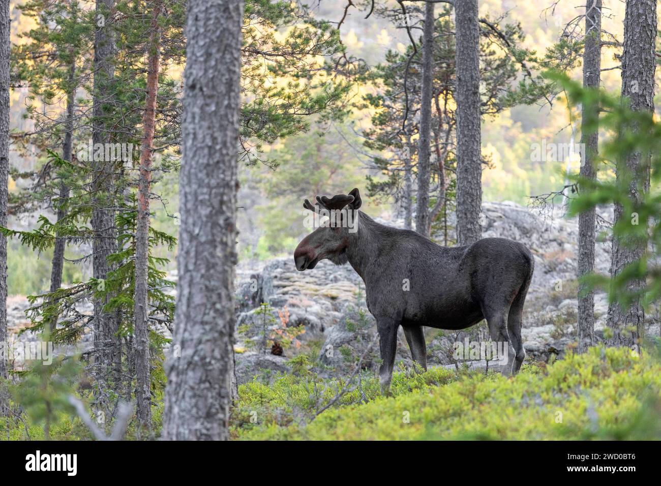 elche, Elche (Alces alces alces), Jungbullenelche in einem kargen Kiefernwald, Schweden, Vaesternorrland Stockfoto