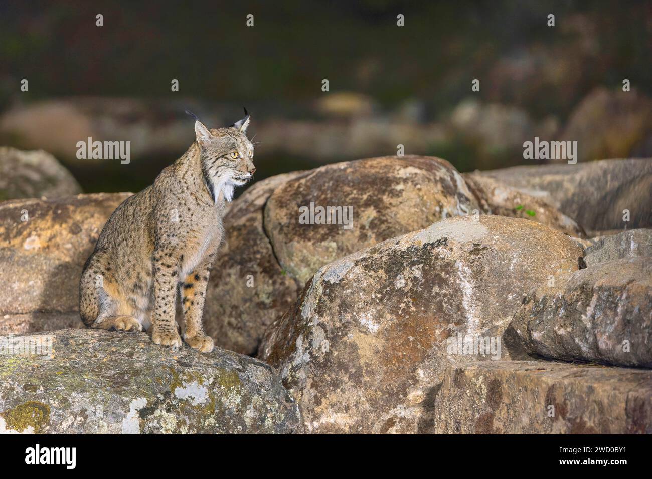 Der iberische Luchs (Lynx pardinus) liegt in einer felsigen Landschaft im Dunkeln, Spanien, Andalusien, Andujar, Sierra de Andujar Nationalpark Stockfoto