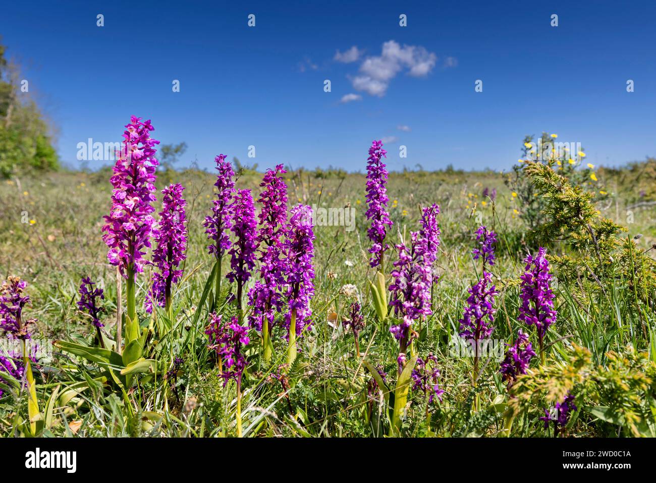 Frühe violette Orchidee (Orchis mascula), blühende Gruppe im Stora Alvaret, Schweden, Oeland, Vickleby Stockfoto