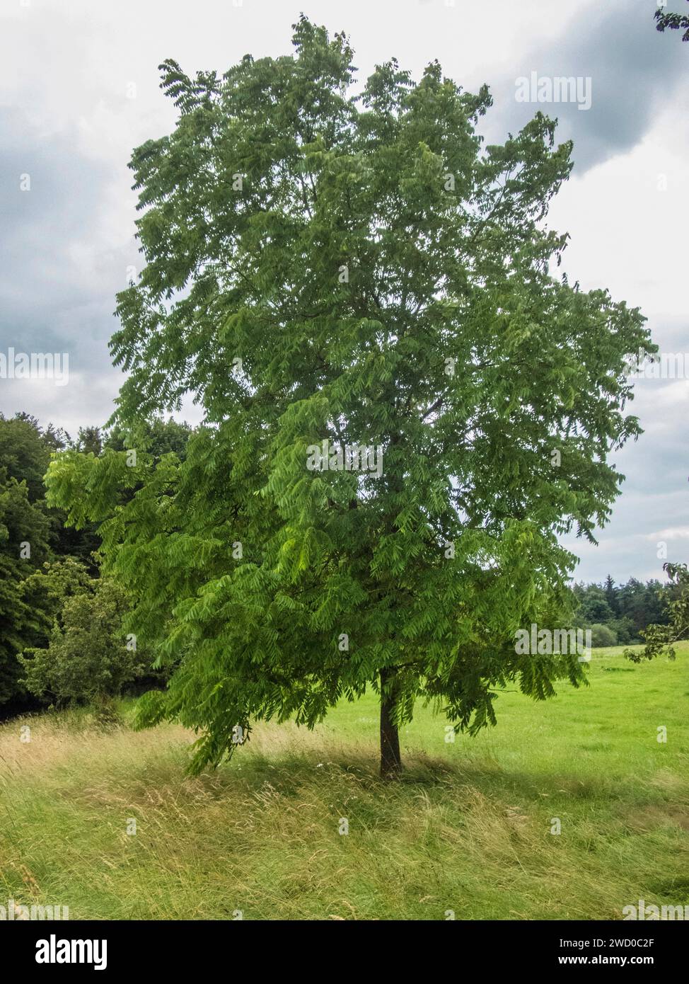 Schwarzer Nussbaum (Juglans nigra), einzelner Baum auf einer Wiese, Deutschland Stockfoto